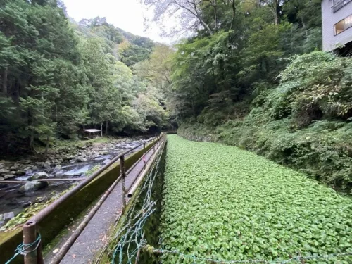 旅行記 修善寺 浄蓮の滝 わさび畑
