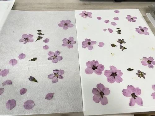 生花 押し花 さくら