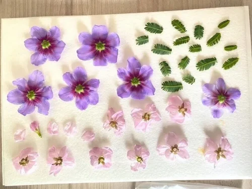 押し花シート