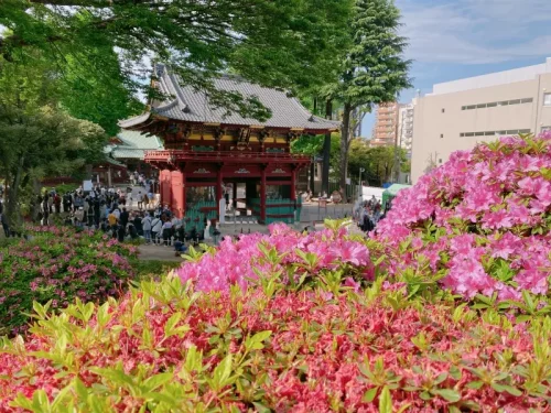 根津神社 つつじ祭り 週末は人が多いけどオススメ