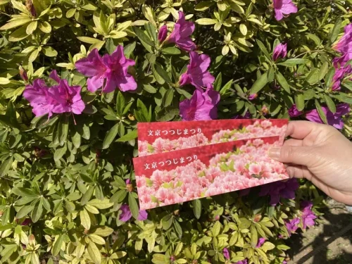 根津神社 つつじ祭り チケット