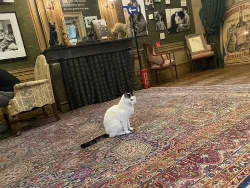 KattenKabinet（猫の博物館）猫