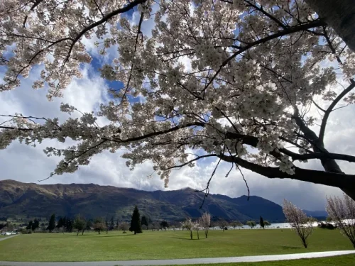 wanaka ニュージーランド ワナカ