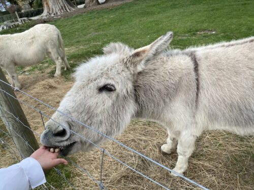 ウォルターピーク牧場