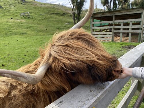 ウォルターピーク牧場