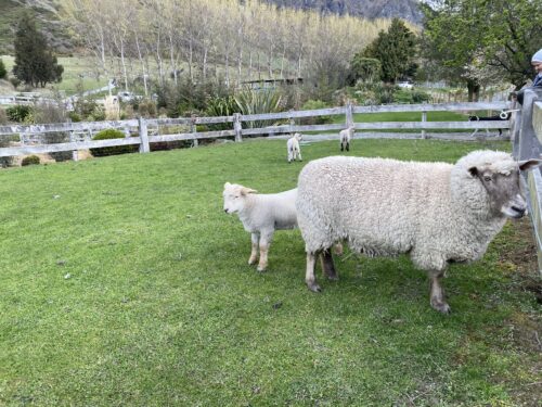 ウォルターピーク牧場