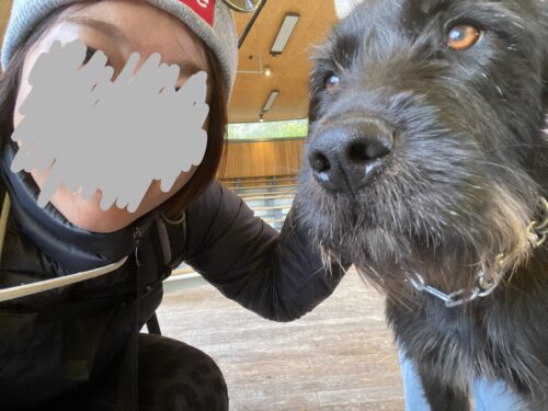 ウォルターピーク牧場　牧羊犬のショー