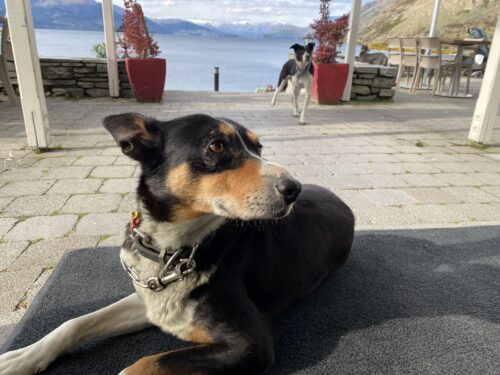 ウォルターピーク牧場　牧羊犬